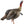 Avian X Hdr Jake Decoy