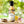 Lemon, Garlic & Mustard Marinade & Sauce
