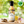 Lemon, Garlic & Mustard Marinade & Sauce