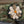 M-Tac Patch PFM-1 Petal