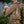 M-Tac Front Panel for Cuirass Plate Carriers (XL)