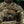 M-Tac Patch Real Tiger