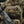 M-Tac Patch Real Tiger