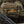 M-Tac Patch Real Tiger