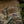 M-Tac Belt Inner Tiger for Range Belt
