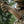 M-Tac Belt Inner Tiger for Range Belt