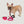 Dog Essentials Set