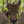 Double Up Panel - Mossy Oak Country Roots 3D Leafy