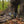 Double Up Panel - Mossy Oak Country Roots 3D Leafy - TRAPSKI