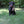 HuntEmUp Ultimate Pheasant Dog Training Scent - Pheasant Scent for Dog Training