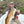 Salt Series Fishing Rods
