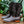 Soto Boots Mens Out of the Wild Black Ostrich Print Boots H50031