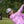 Skull and Crossbones Gray Golf Hat