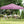 10 X 10 Feet Pop up Canopy Tent with Portable Carrying Bag and 8 Stakes