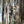 STRATA: Tree Hugger (Regular or Mini Size)