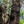 STRATA: Tree Hugger (Regular or Mini Size)