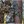 STRATA: Pack Rat (Regular or XL Size)