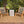 Vega Natural Stain Outdoor Chair in Ecru Cording
