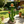 32'' Resin Saguaro Cactus Plant Stand with 3 Display Shelves