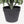 4' Artificial Real Touch Pine Tree