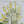 19.7x27.6 Botanical Wall Arts, Set of 2
