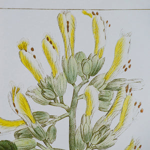 19.7x27.6 Botanical Wall Arts, Set of 2