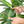 Dracaena Artificial Plant Indoor - 5.5FT