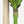 5' Artificial Dracaena Tree
