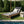 Light Teak Acacia Wood Chaise Lounge Set