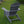 Merry Products Acacia Hardwood Flat Folding Adirondack Patio Chair, Gray