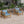 Outdoor Acacia Wood Club Wooden Armchair with Cushions (Set of 2)