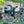 Stan Onnex Mount L-XL,XXL Thumb and Click Only (Left handed)