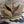 SFT2 Multicam Cap - TRAPSKI