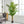 Artificial Palm Tree with Realistic Green Foliage - Green