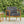 Outdoor Club Chair with Teak Acacia Wood Frame - Dark Gray