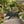 Simulated Wild Boar Resin Garden Statue