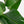 Bird of Paradise Artificial Plant - 6 Ft Tall Faux Banana Leaf Tree