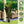 Artificial Plant For Indoor And Outdoor Decoration (Set of 2)