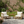 Acacia Wood Outdoor Set: 2 Club Chairs + Rustic Slat Side Table