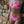 Baewatch V-Cut Bikini Bottoms - TRAPSKI