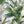 8FT Artificial Olive Tree With Big Decorative