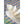 Large Clam Shell Accent 25.3x16.5x8.5