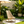 Folding Acacia Wood Outdoor Lounge Chair