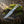 Biker Ringtail Knife Damascus Camel Bone EDC