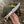 Biker Ringtail Knife Damascus Camel Bone EDC
