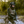 Spec Ops Ballistic Helmet (IIIA or III) - TRAPSKI