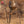 Boss Buck Gravity Fed Tripod Game Deer Corn and Protein Pellet Feeder (3 Pack)