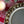 Plastic Charger Plate (Set of 6) - Gold