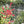 Metal Garden Rustproof Trellis For Climbing Plants Outdoor Flower Support