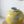 D8.7x9.1' Yellow and White Wide Curved Plum Blossom Vase